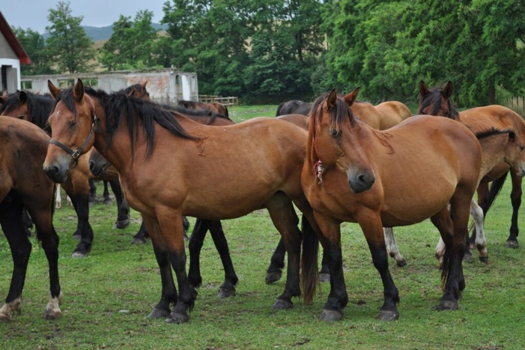 cai-de-zeci-de-mii-de-euro-furati-la-iasi.-au-fost-perchezitii-–-exclusiv