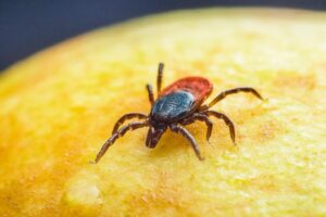 muscatura-de-capusa-poate-declansa-o-alergie-severa-la-carne.-ce-este-sindromul-alfa-gal