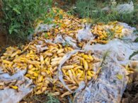 galerie-foto:-legumele-se-vand-la-pret-de-nimic-in-olt:-5-lei-sacul-de-20-kg-de-castraveti