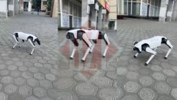 un-iesean-si-a-scos-cainele-robot-la-plimbare-prin-oras.-a-platit-mii-de-euro-pentru-dispozitivul-controlat-de-inteligenta-artificiala