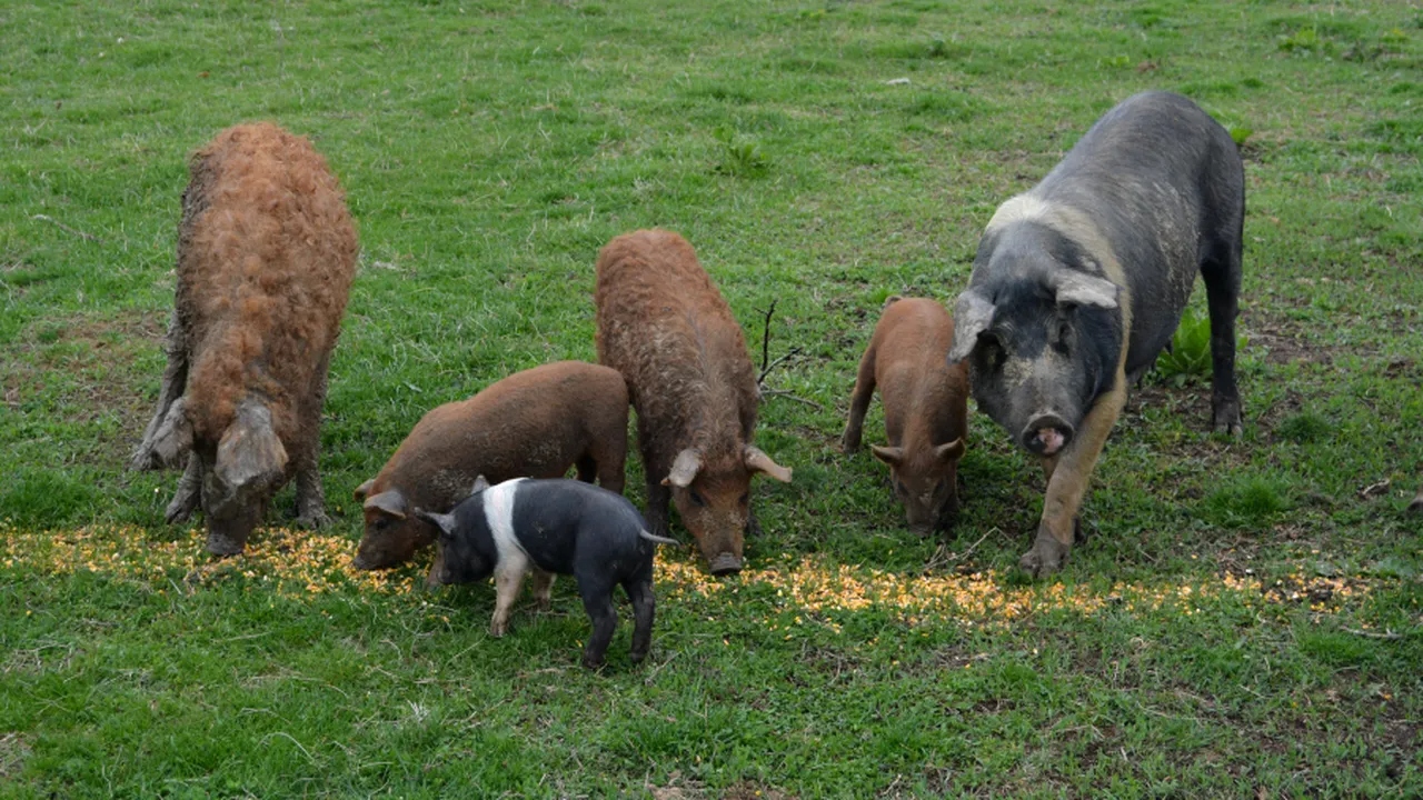 romanii-care-cresc-porci-de-reproductie-din-rasele-bazna-si-mangalitia-pot-primi-bani-de-la-stat.-ce-prevede-noua-schema-de-ajutor