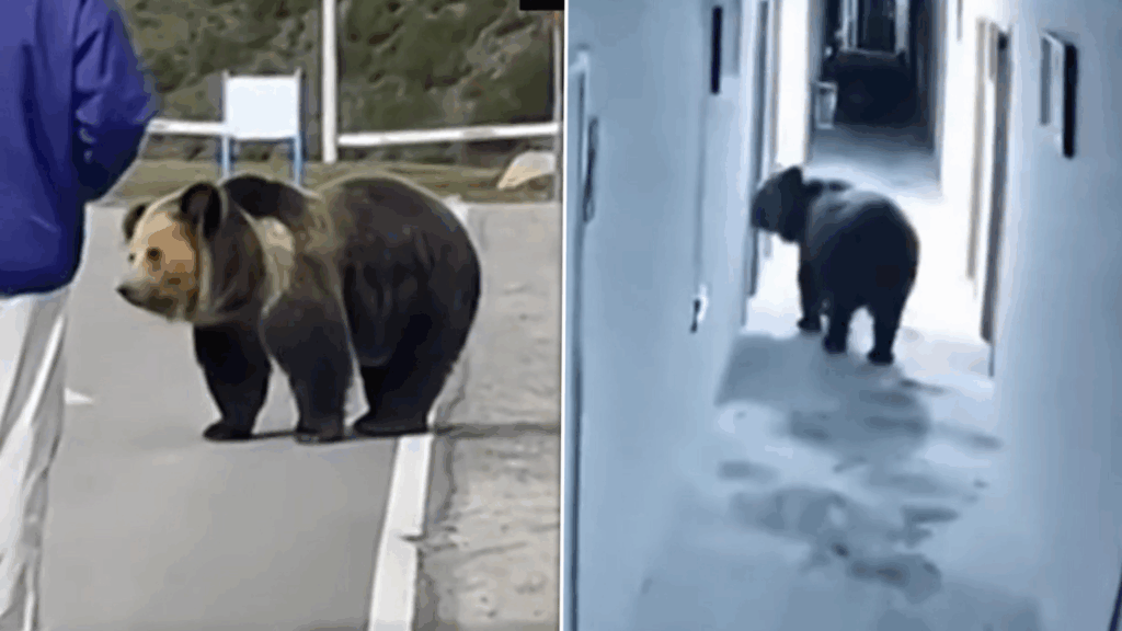 nu-doar-noi-avem-probleme-cu-ursii-imagini-din-tibet-care-amintesc-de-romania.-cum-forteaza-un-urs-intrarea-intr-o-camera-de-hotel