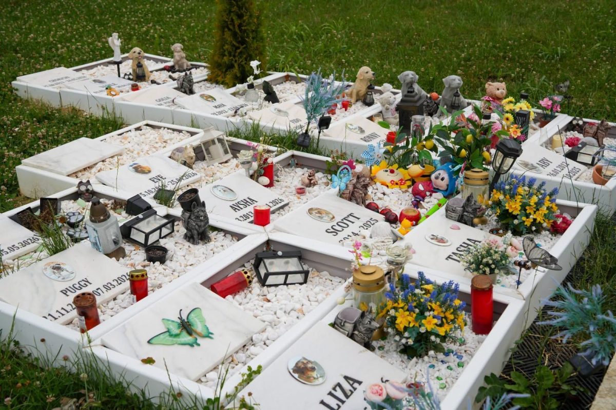 un-cimitir-cu-gradina-memoriala-pentru-animalele-de-companie-ar-putea-aparea-la-iasi