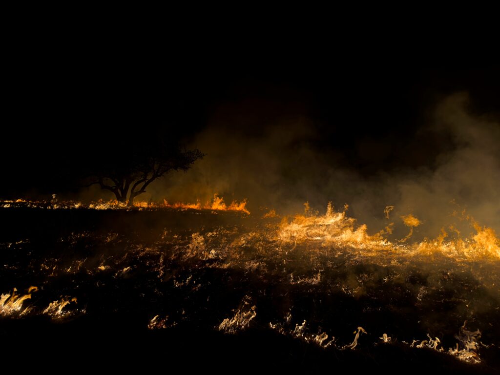 expunerea-la-fumul-incendiilor-de-vegetatie-creste-riscul-de-boli-grave-si-milioane-de-decese,-avertizeaza-cercetatorii