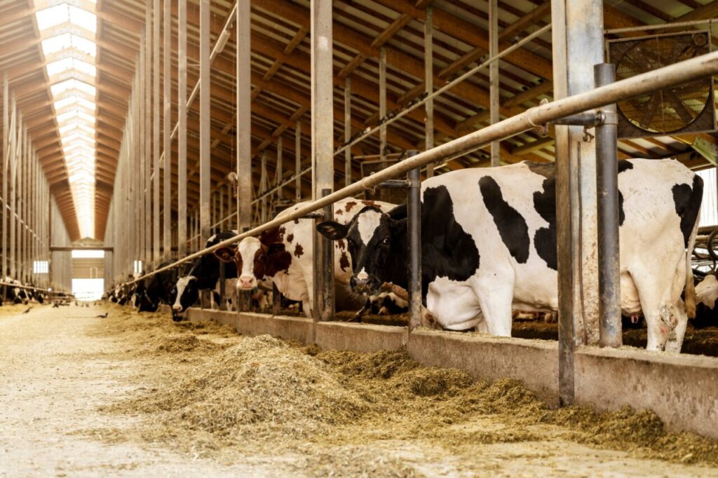 subventii-noi-pentru-bovine-si-porcine,-votate-in-parlament