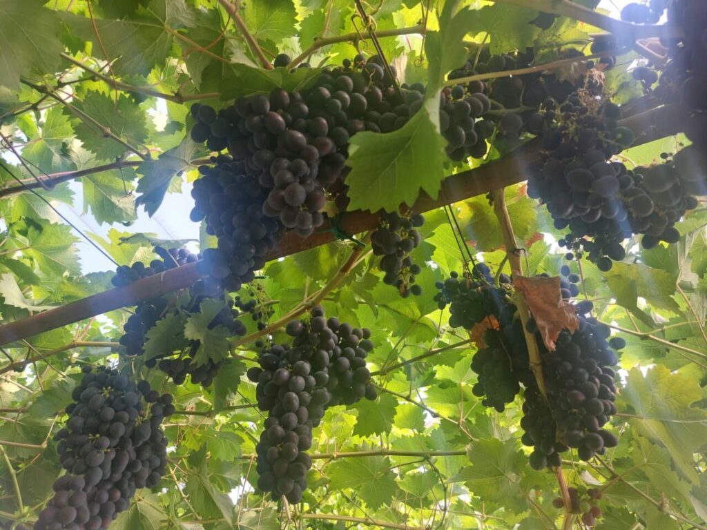 din-cauza-temperaturilor-extreme,-recolta-de-struguri-ar-putea-incepe-mai-devreme-ca-niciodata-in-spania