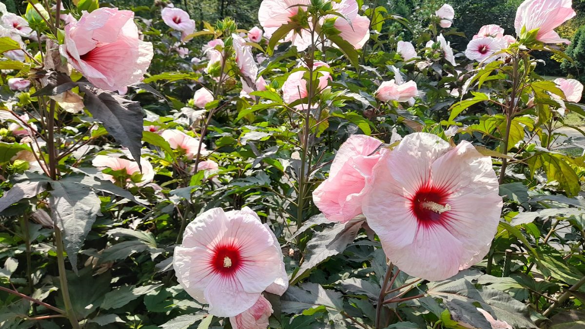 canicula-isi-spune-cuvantul-la-gradina-botanica!-hibiscusul-face-senzatie,-insa-vizitatorii-cer-mai-multa-grija-pentru-plante.-ne-a-lasat-un-gust-amar