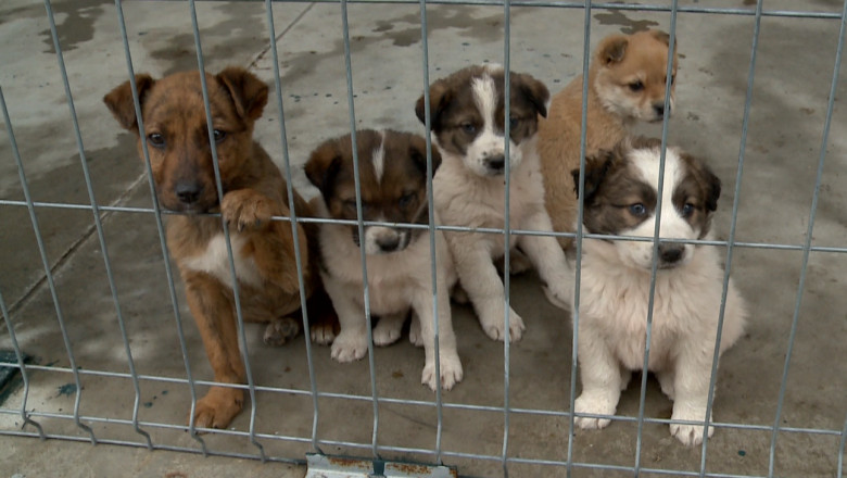 salubris-a-semnat-un-contract-in-valoare-de-785.000-de-lei-pentru-servicii-medicale-veterinare-la-padocul-din-tomesti