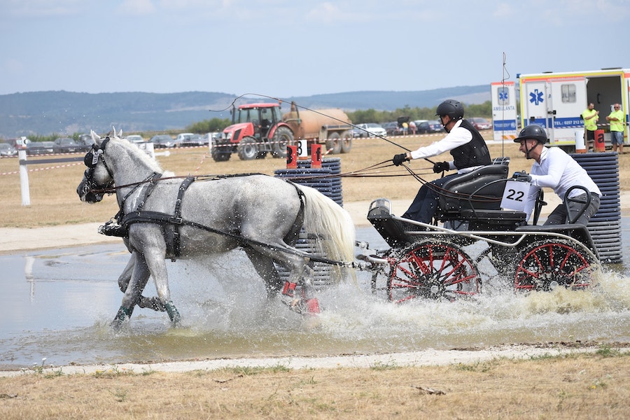 trei-ranite-la-campionatul-european-de-atelaje-osorhei