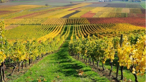 bani-pentru-viticultorii-din-iasi.-pot-accesa-fonduri-de-la-apia-pentru-echipamente-moderne-sau-pentru-extinderea-plantatiilor