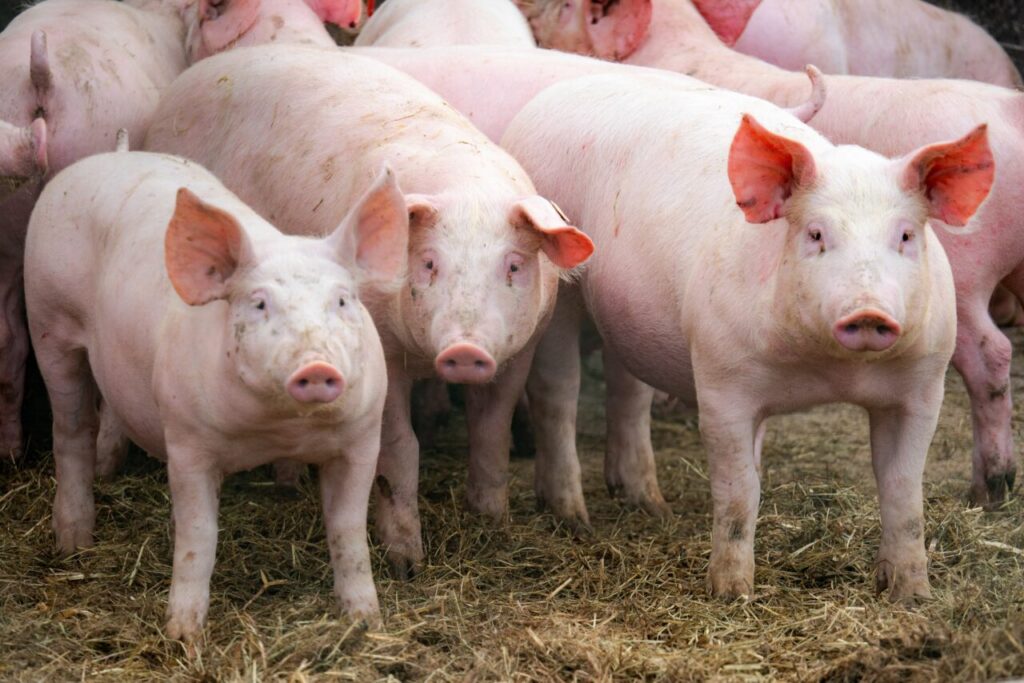 industria-carnii-de-porc-din-romania-este-in-alerta.-producem-sub-10%-din-necesarul-intern