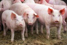 industria-carnii-de-porc-din-romania-este-in-alerta.-producem-sub-10%-din-necesarul-intern