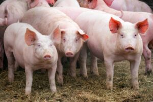 industria-carnii-de-porc-din-romania-este-in-alerta.-producem-sub-10%-din-necesarul-intern