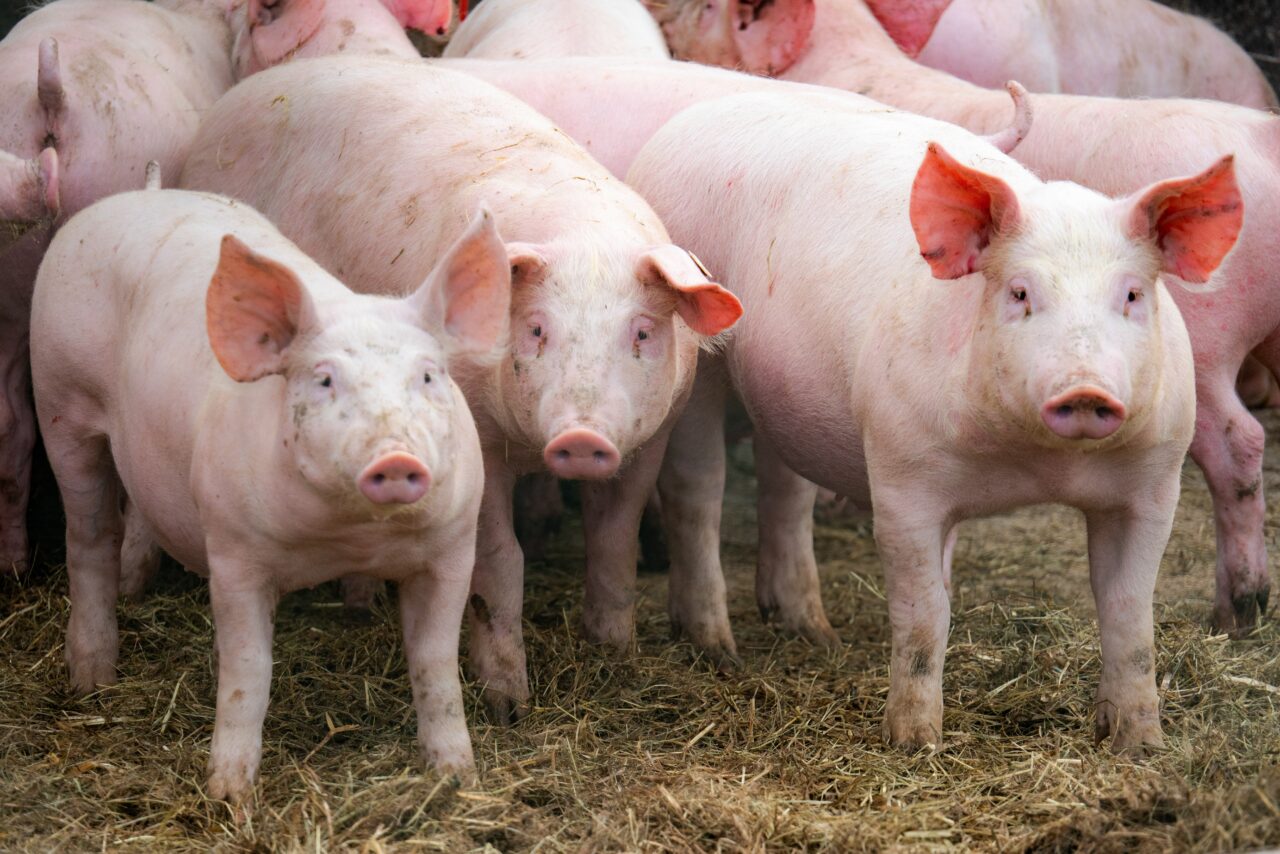 industria-carnii-de-porc-din-romania-este-in-alerta.-producem-sub-10%-din-necesarul-intern