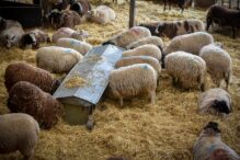 variola-ovina-in-tulcea:-patru-focare-confirmate