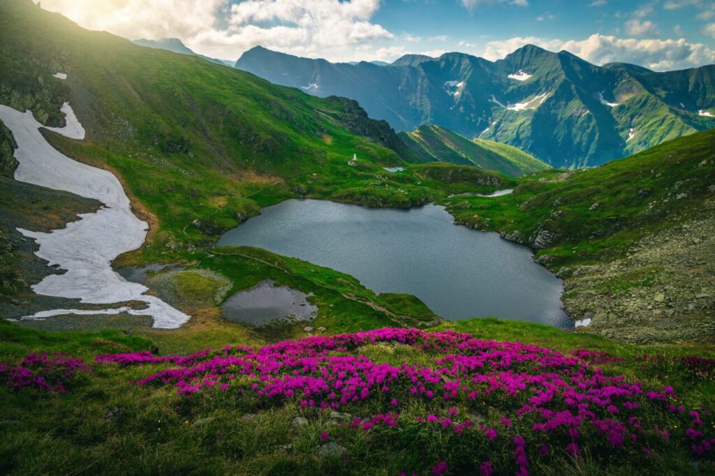 de-ce-inverzesc-muntii-europei-si-ce-patesc-plantele