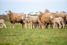 alerta-de-variola-ovina-la-buzau:-300-de-oi-testate