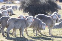 planul-de-vaccinare-pentru-ovine-si-caprine-a-fost-aprobat-de-ce