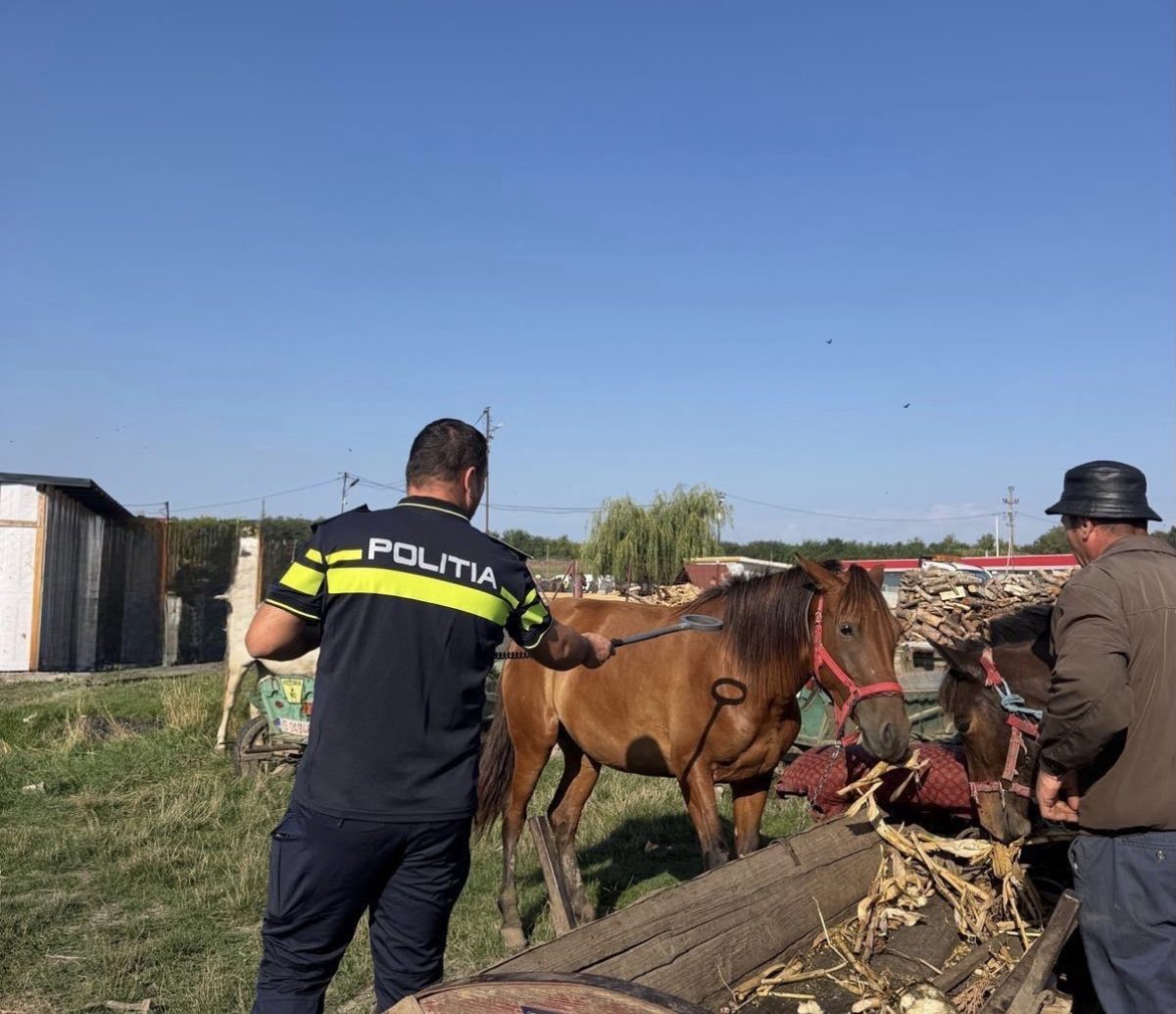 politistii-pentru-protectia-animalelor-au-desfasurat-actiuni-pentru-siguranta-si-bunastarea-animalelor