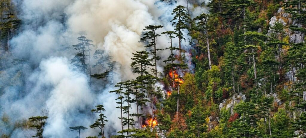incendiu-urias-in-parcul-national-domogled-aproape-400-de-hectare-sunt-afectate.-100-de-oameni-lupta-cu-flacarile