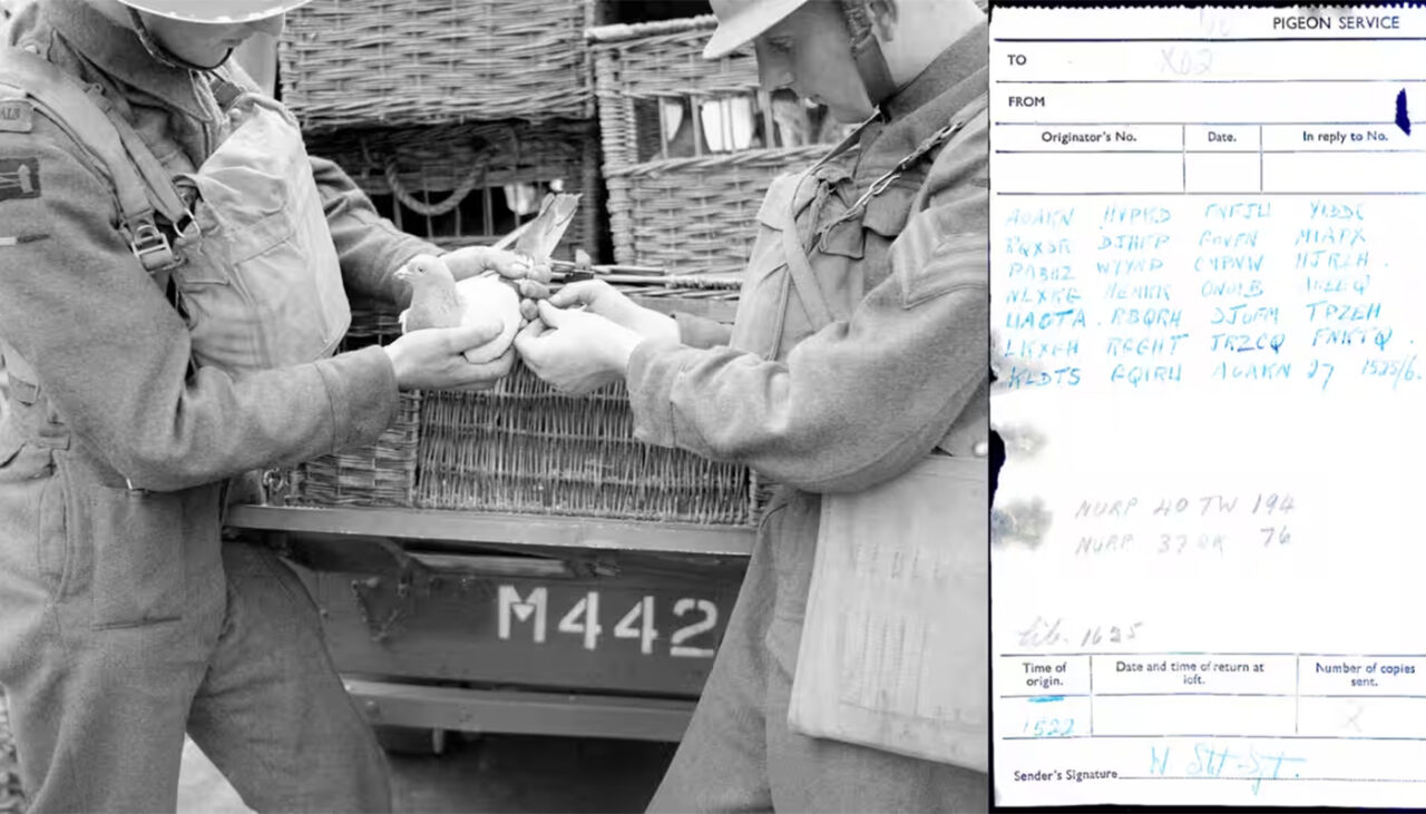 in-1942,-un-porumbel-calator-din-timpul-celui-de-al-doilea-razboi-mondial-a-disparut-cu-un-mesaj-cifrat-70-de-ani-mai-tarziu,-constructorii-i-au-gasit-ramasitele-si-biletul.-care-era-mesajul?