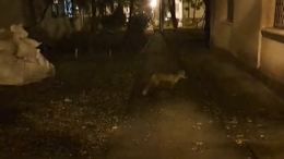 aparitie-neasteptata-in-copou!-o-vulpe,-surprinsa-plimbandu-se-prin-iasi