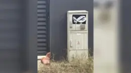 rasturnare-de-situatie-in-cazul-capului-de-porc-din-tunari:-un-consilier-parlamentar-aur-isi-recunoaste-vinovatia:-toata-actiunea-a-fost-indusa-de-marius-lulea-|-o-colega-de-partid,-implicata-in-amenintari