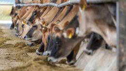 virusul-shamonda,-transmis-de-la-animale-la-om-pentru-prima-data.-pacientul-a-murit-la-lyon